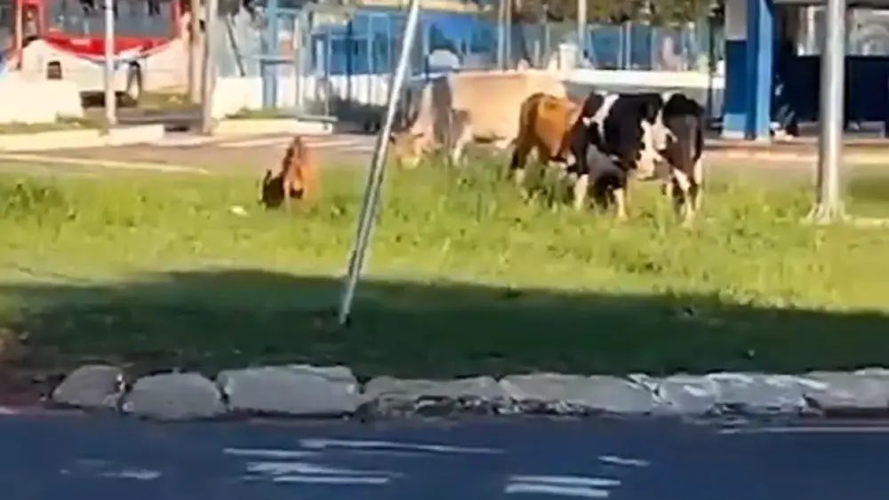 Animais soltos em rotatória do Terminal Guaicurus em CG