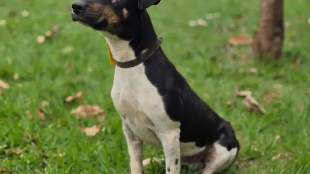 Cachorro de um olho espera adoção no CCZ em Campo Grande