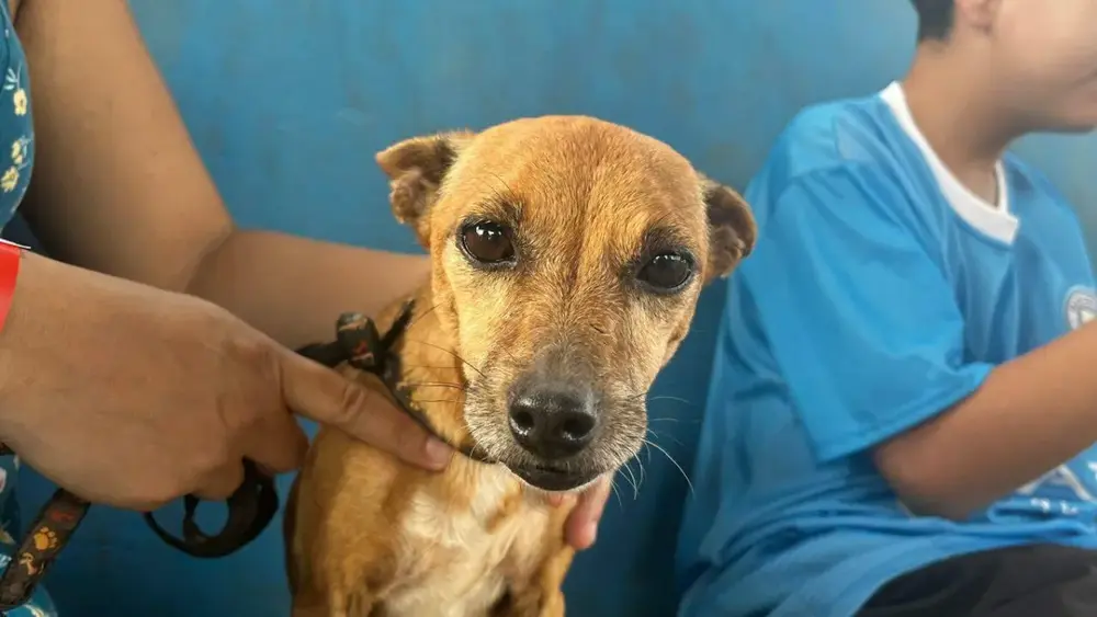Campo Grande: Prefeitura vai custear atendimento veterinário em clínicas privadas