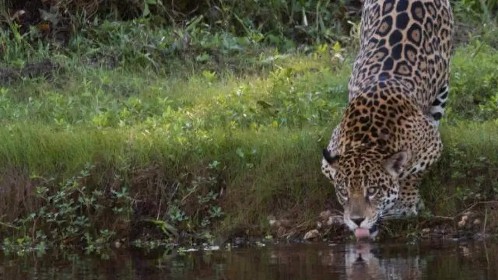 Seca no Pantanal: temporada de avistamento de onças exige cautela