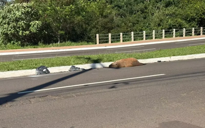 Capivara é atropelada e morta na Avenida Mato Grosso